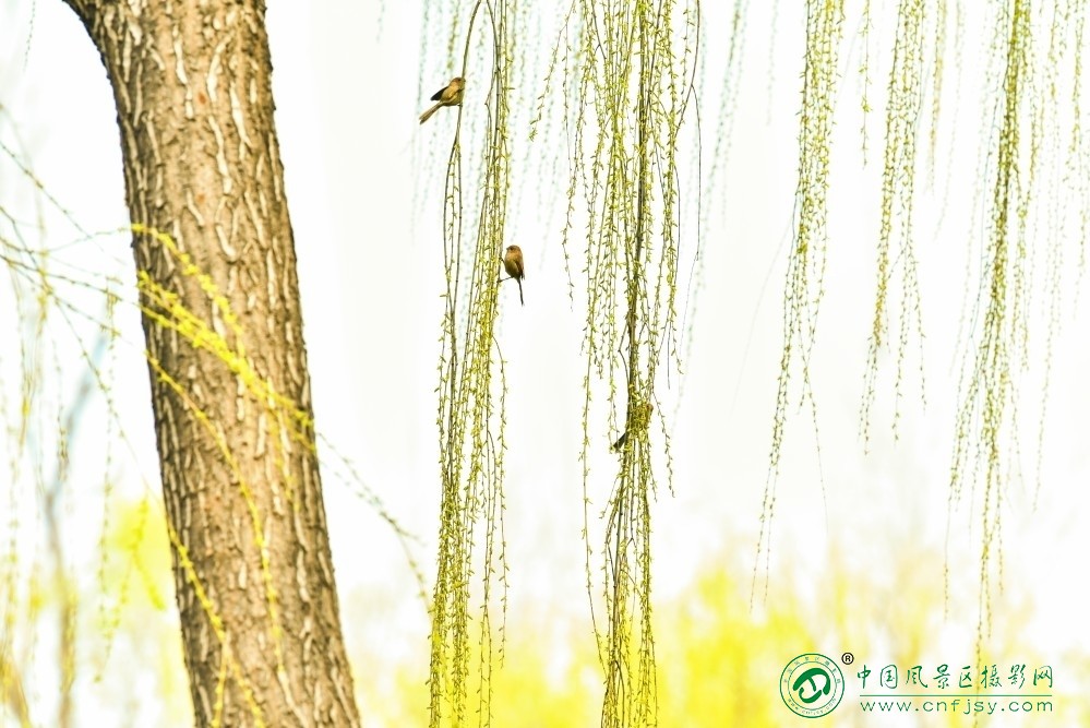 28杨柳春风（摄影：永远的路-李建华）画面以垂柳为主体，嫩黄柳丝与苍劲树干形成对比.jpg
