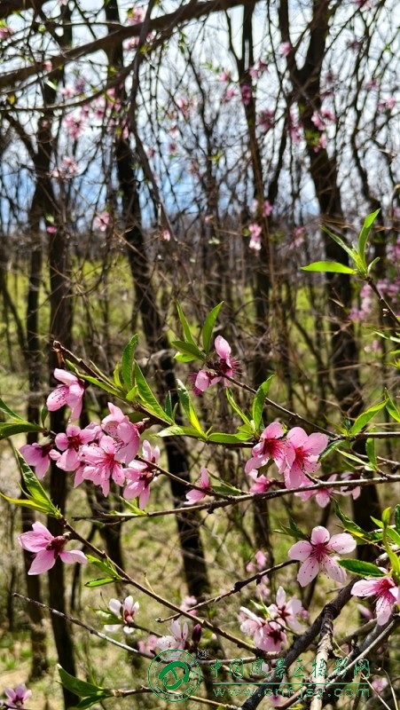 王秀芝 (3).jpg