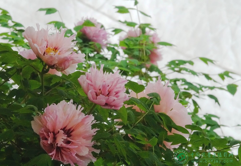DSC06394_副本.jpg