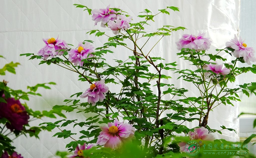 DSC06449_副本.jpg
