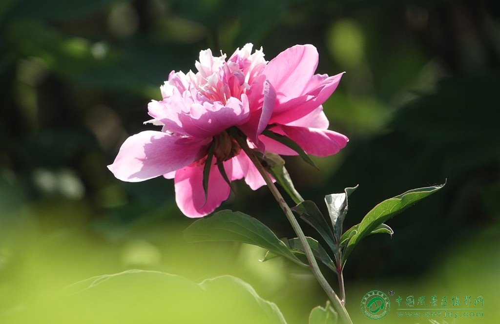 DSC02427_副本.jpg