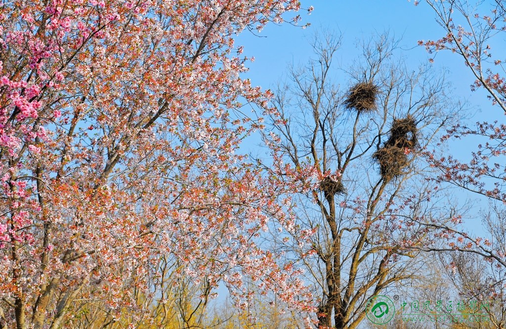 DSC_9925片.jpg