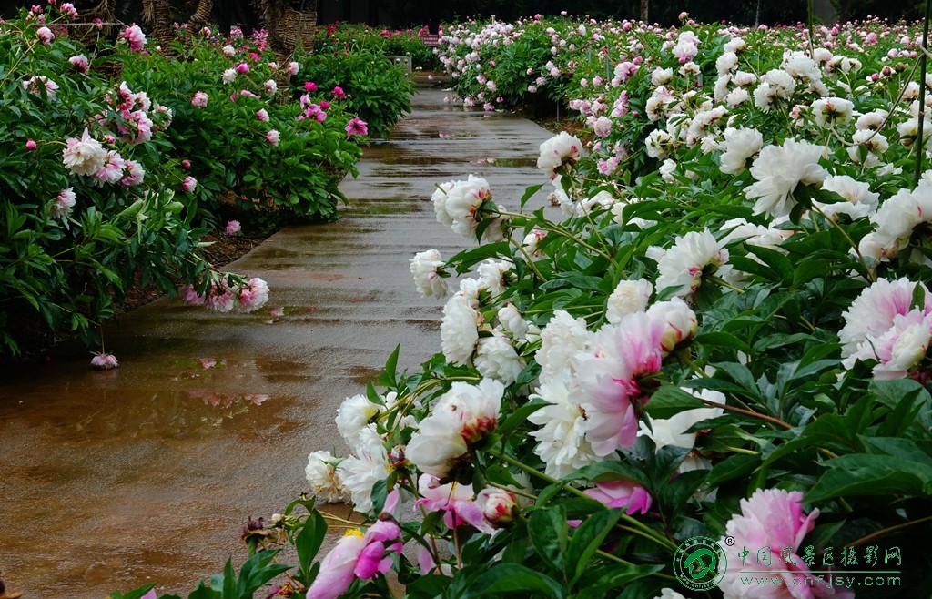 DSC00183_副本_副本.jpg
