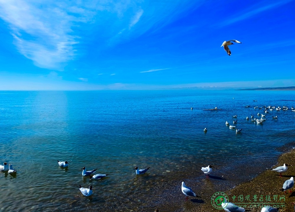 青海湖风光-宋秀华.jpg