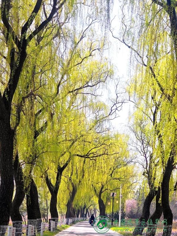 刘勇  --春日柳巷.jpg