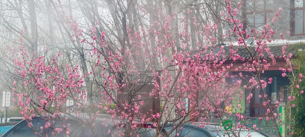 王秀芝--把春天藏在烟雨中  .jpg