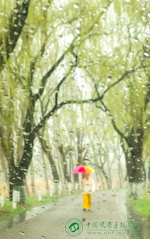 王秀芝--春雨落，柳色新，人在画中.jpg