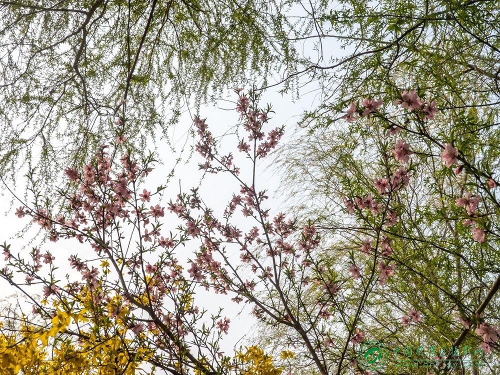 王锦丽--柳丝牵花.jpg