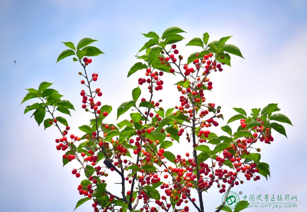 DSC_9277片.jpg