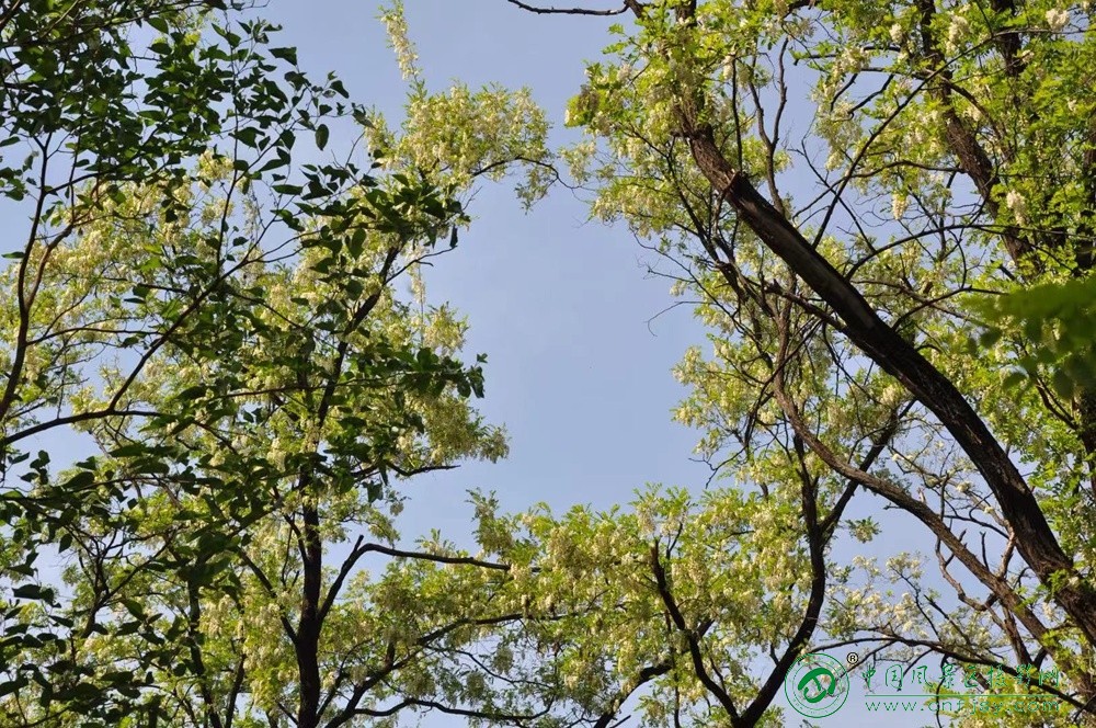 毕胜安 (2).jpg