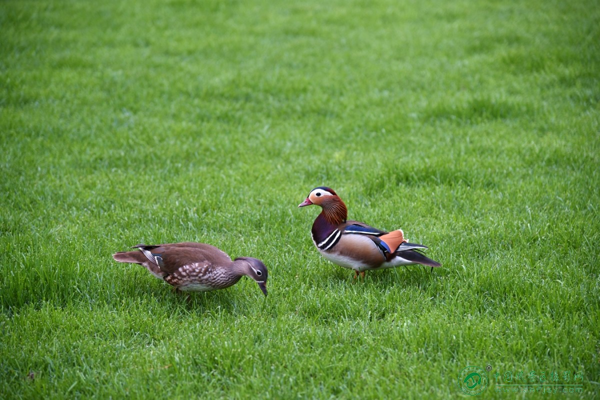 DSC_5512_副本_副本.jpg