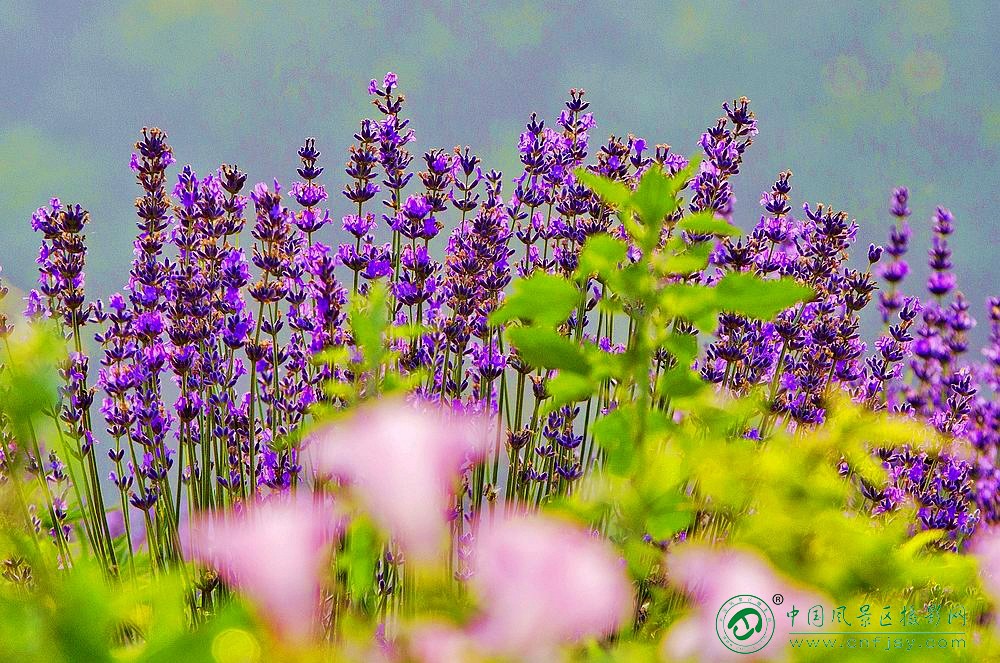 A_MG_0156_副本.jpg