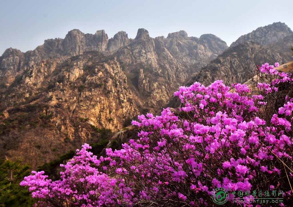 小珠山杜鹃花