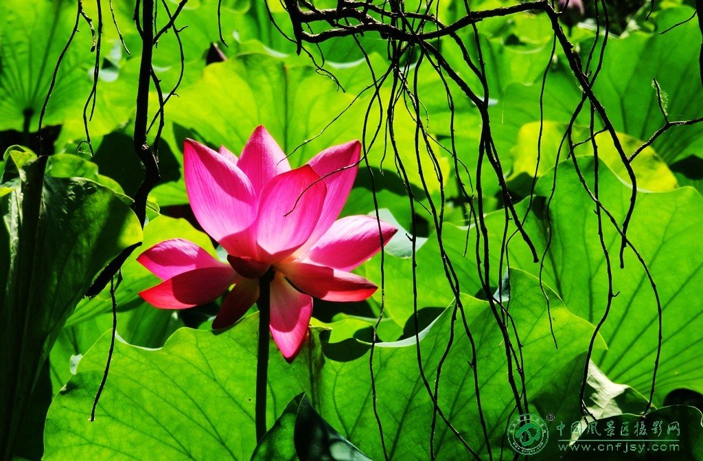 DSC06532_副本.jpg