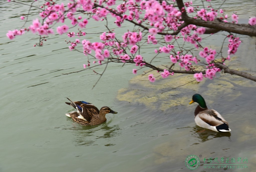 DSC_4540片.jpg