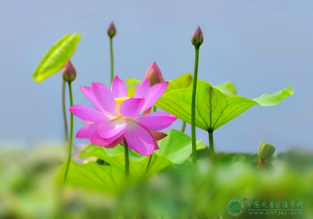 DSC_8696片.jpg