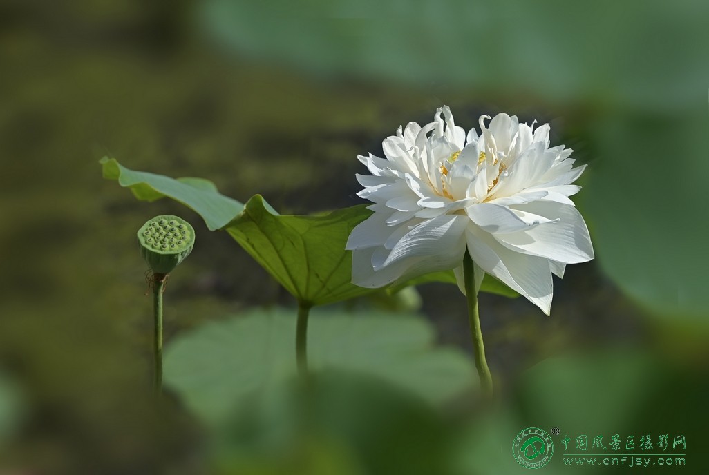 DSC_9608片.jpg