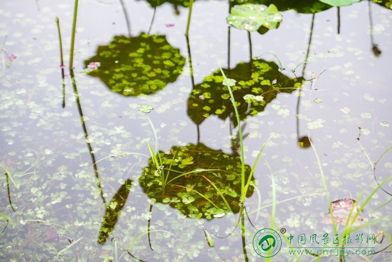 张华红 (3) _副本.jpg
