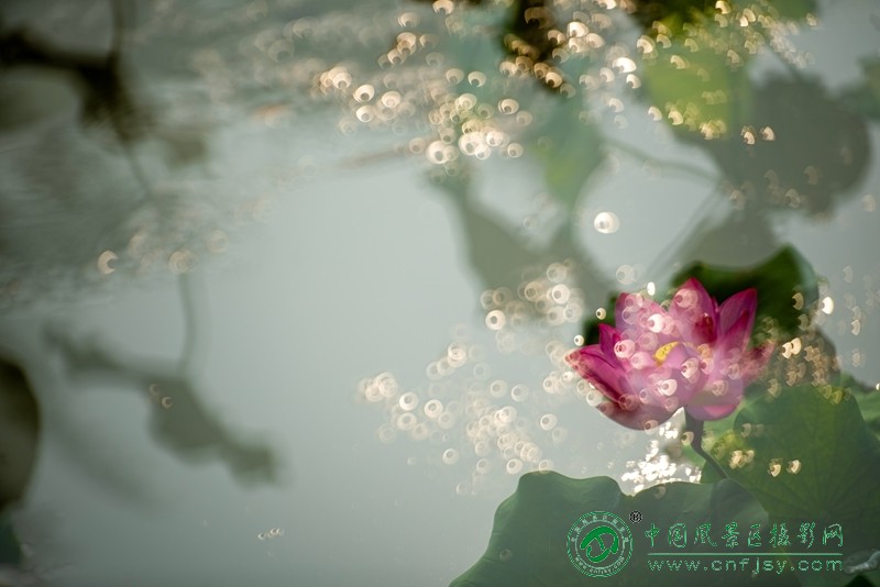 张华红 (4) _副本.jpg