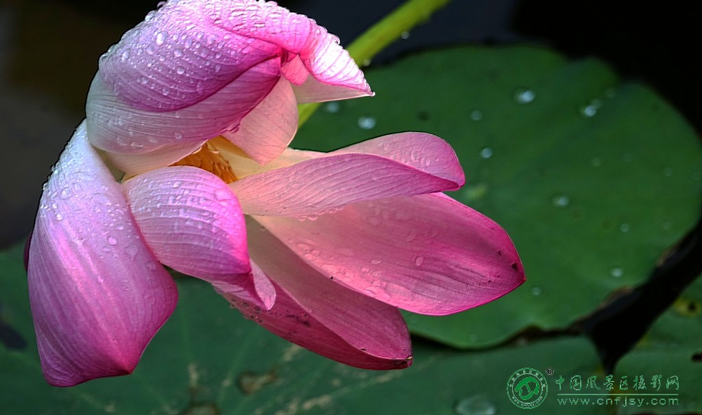DSC08133_副本.jpg