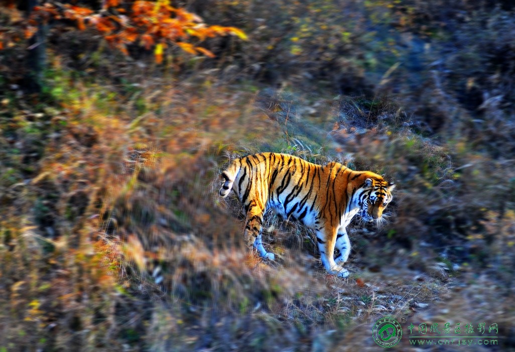 DSC_4084片.jpg