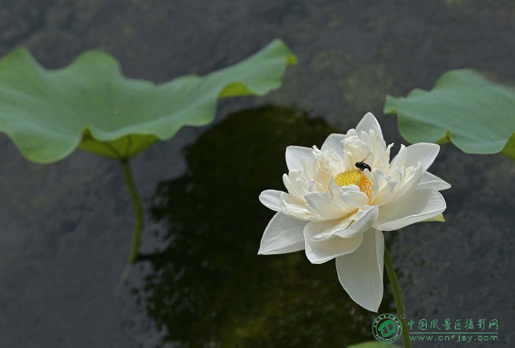 DSC_9274片.jpg