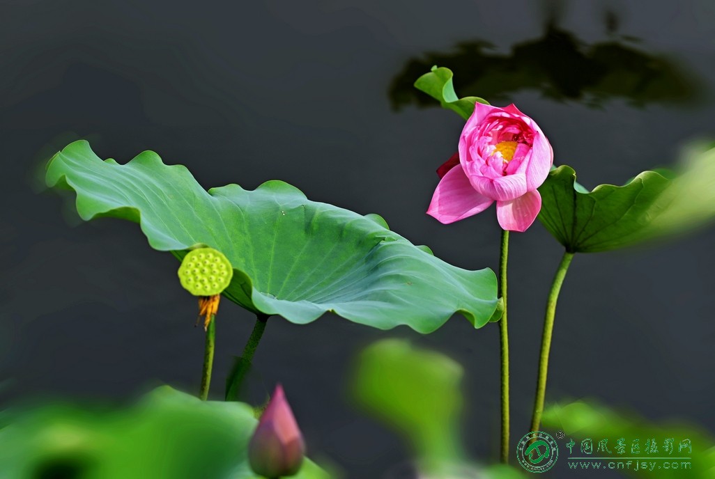 DSC_4494片.jpg