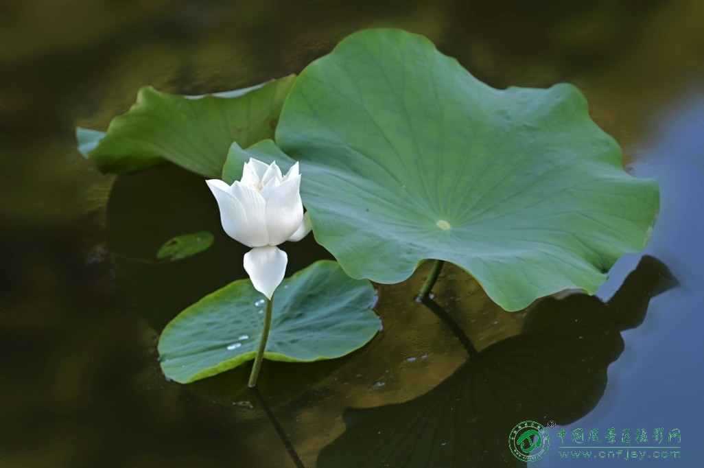 DSC_5382片.jpg