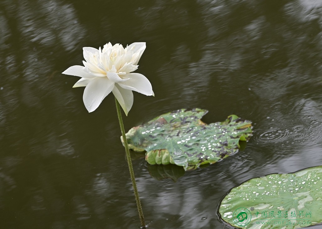 DSC_4468片.jpg