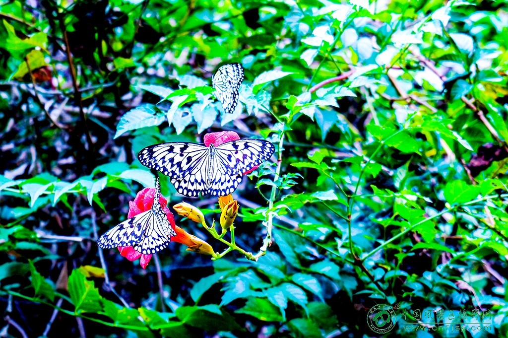 P1053031副本.jpg