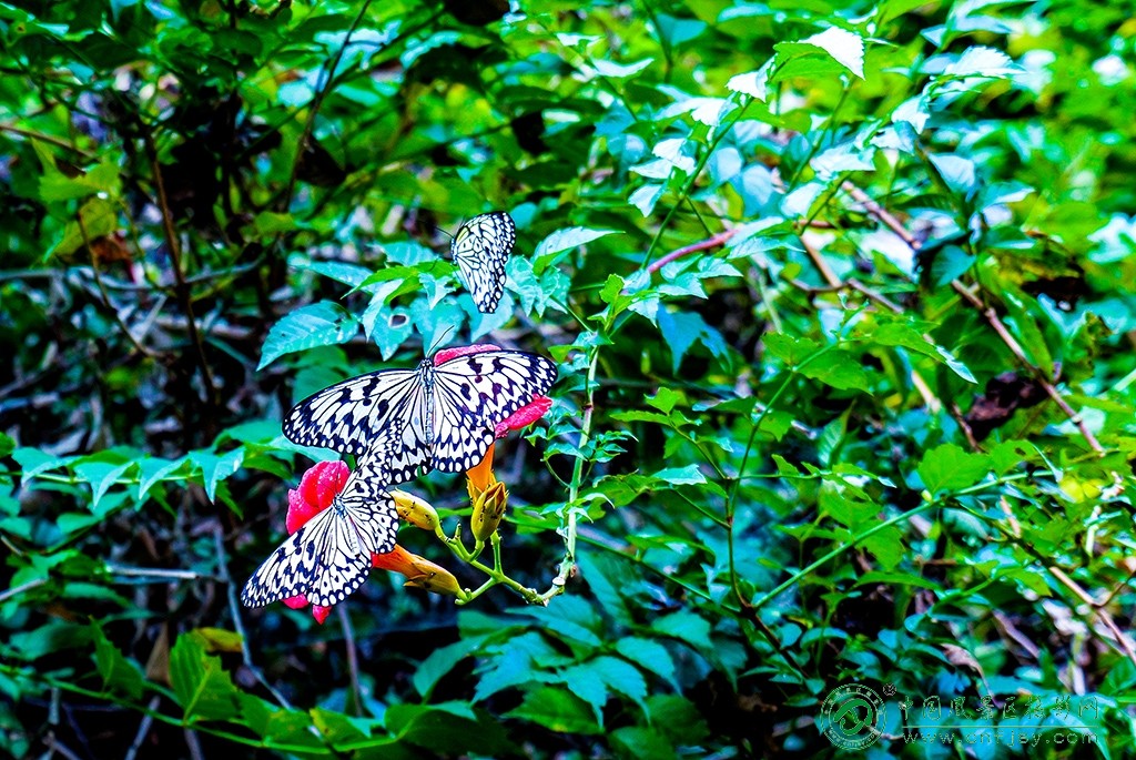 P1053032副本.jpg